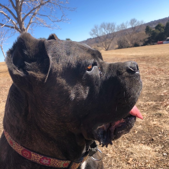 Proceeds go towards Charlotte’s vet bills. - Picture 4 of 7